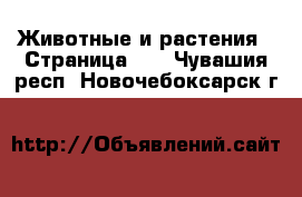  Животные и растения - Страница 35 . Чувашия респ.,Новочебоксарск г.